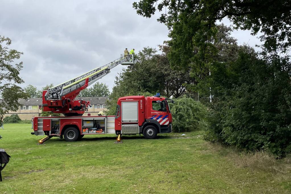 Brandweer haalt kat uit boom en ontsnapt