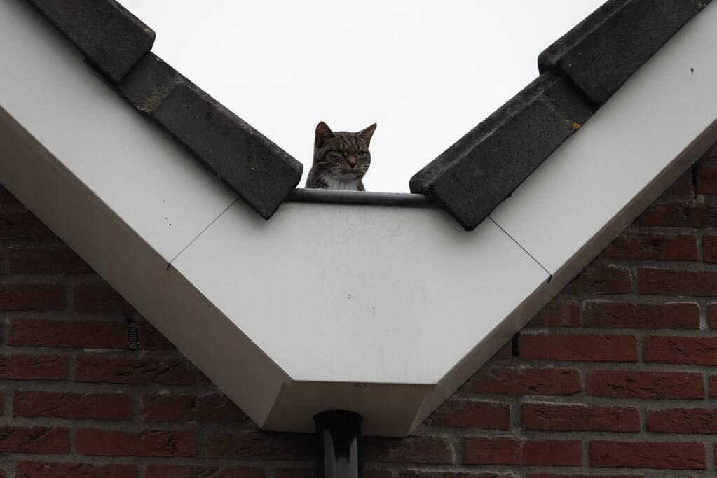 Kat uit de dakgoot gehaald