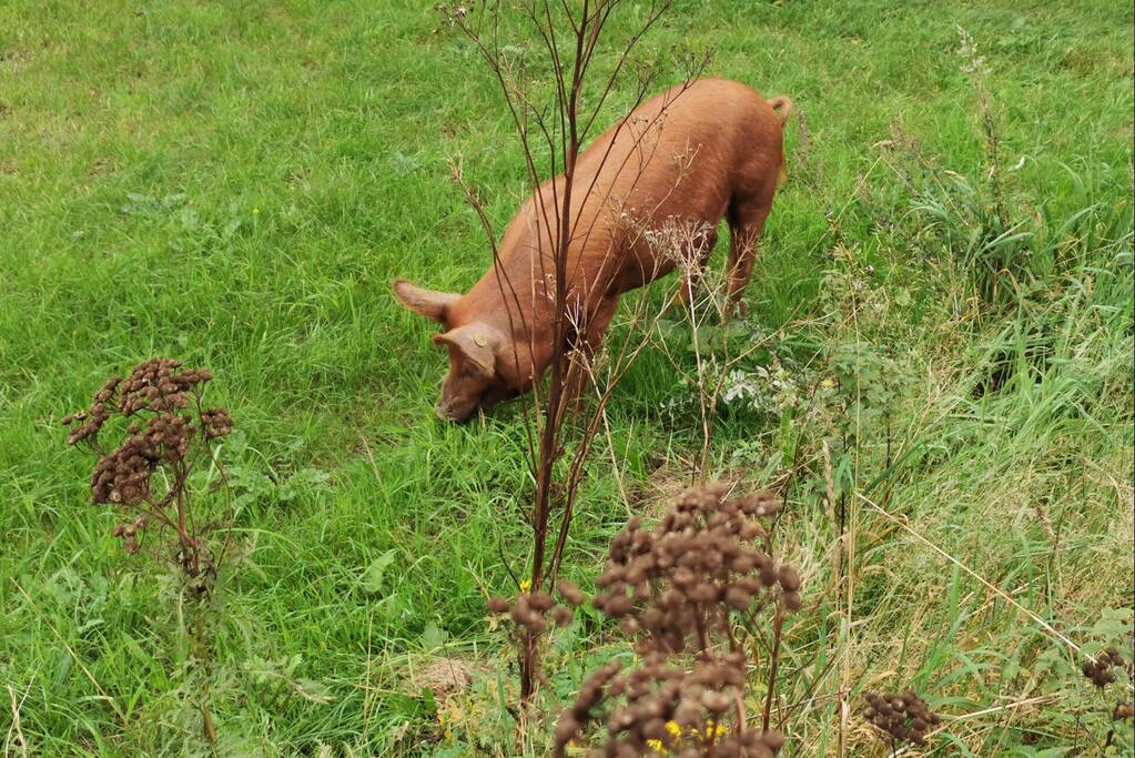 Varken ontsnapt uit weiland