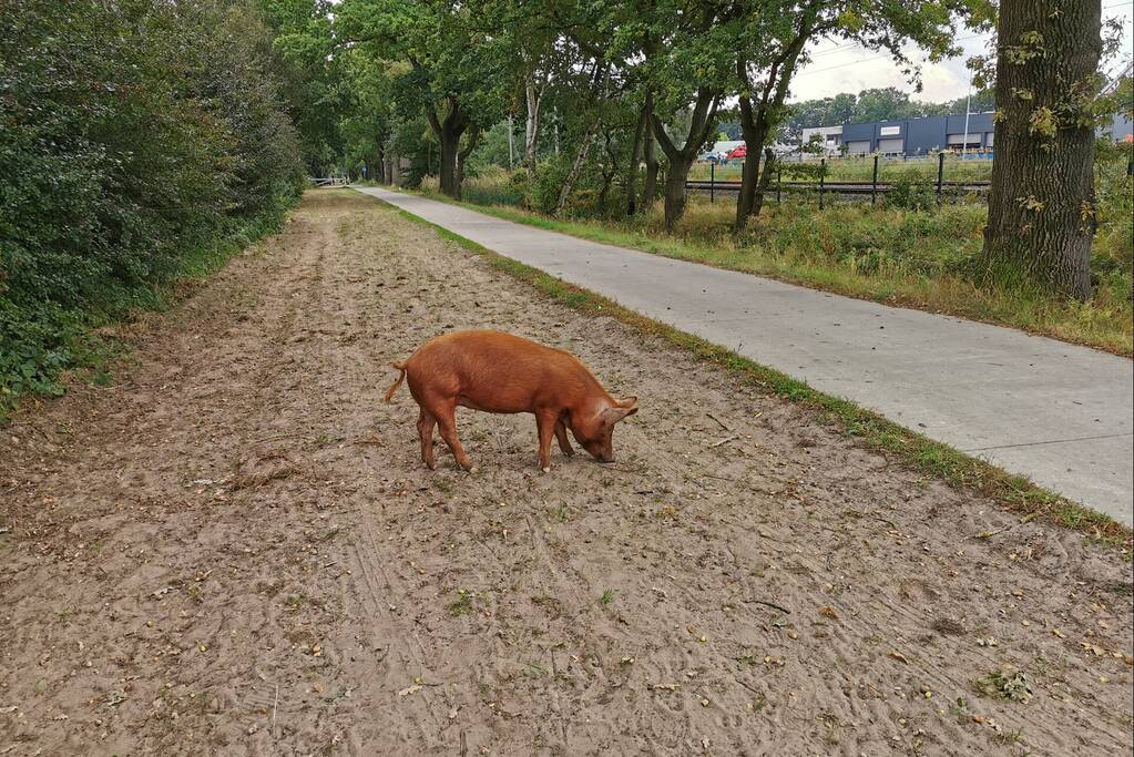 Varken ontsnapt uit weiland