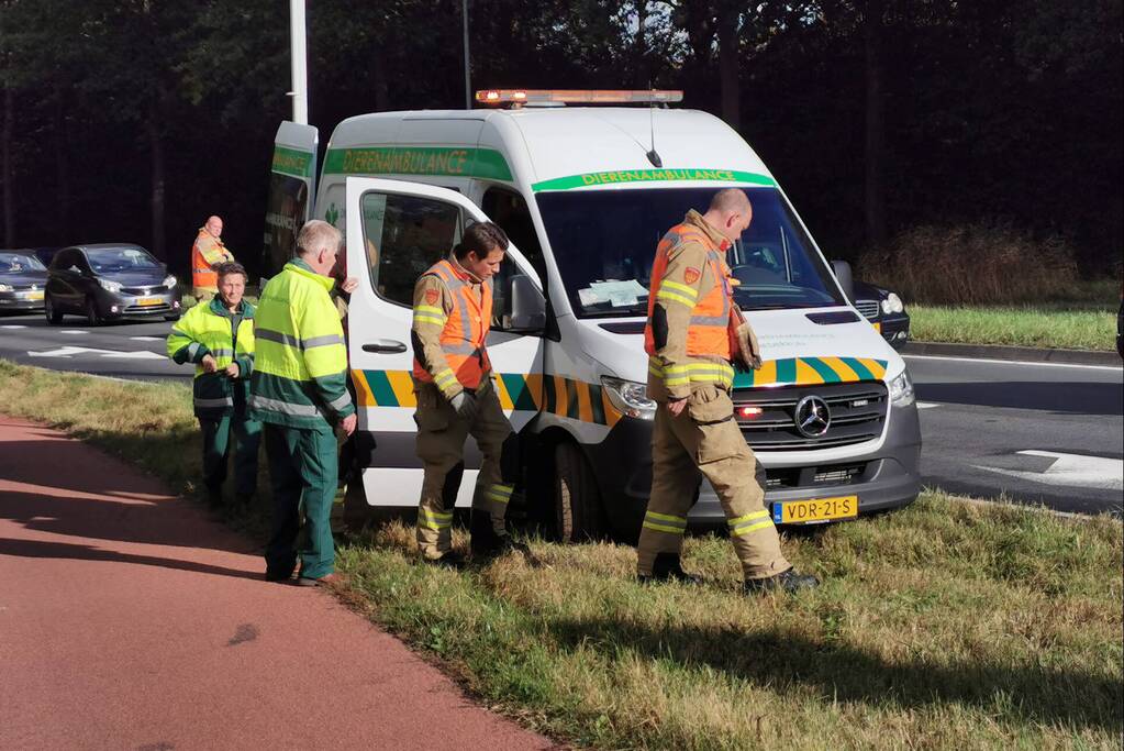 Brandweermannen schieten dierenambulance te hulp