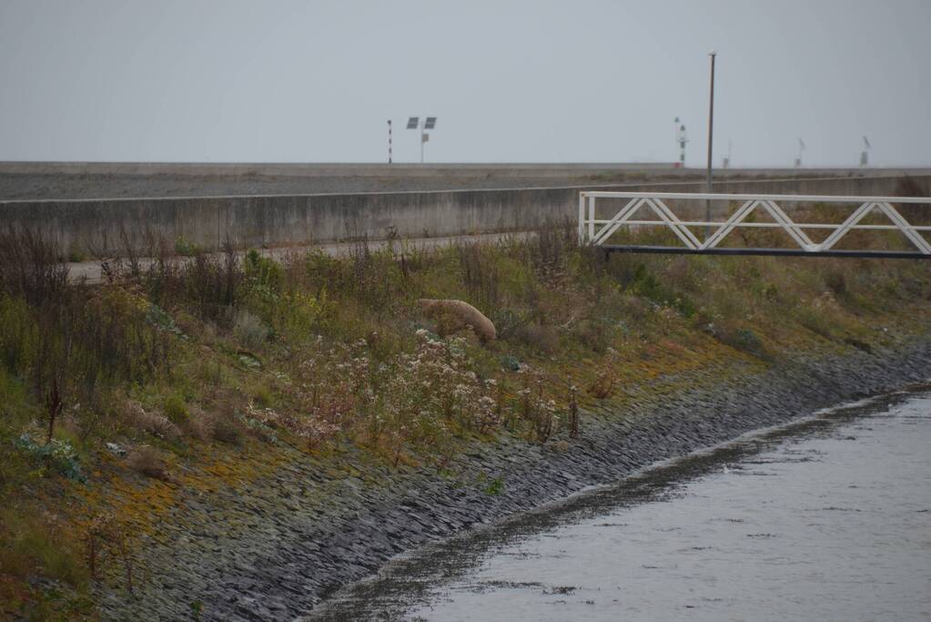 Gespotte walrus trekt veel bekijks