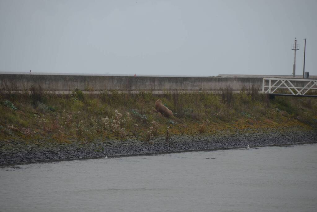 Gespotte walrus trekt veel bekijks