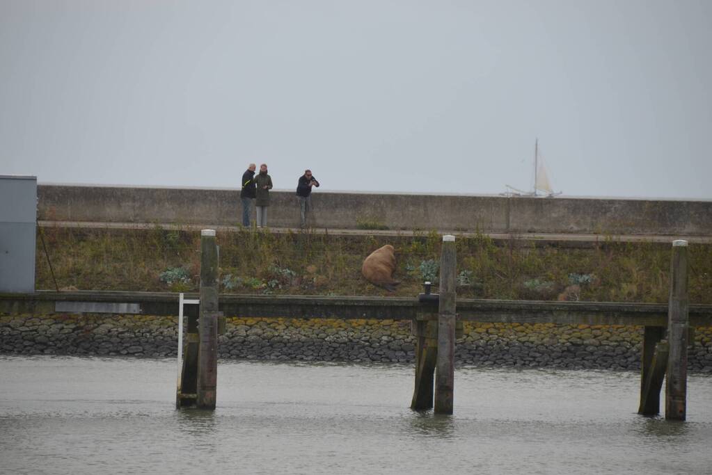 Gespotte walrus trekt veel bekijks