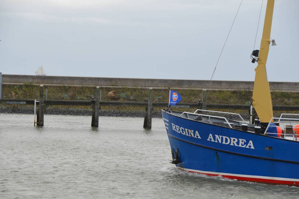 Gespotte walrus trekt veel bekijks