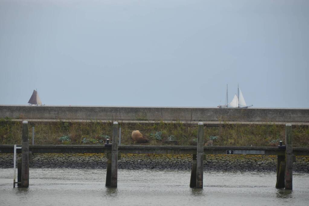 Gespotte walrus trekt veel bekijks
