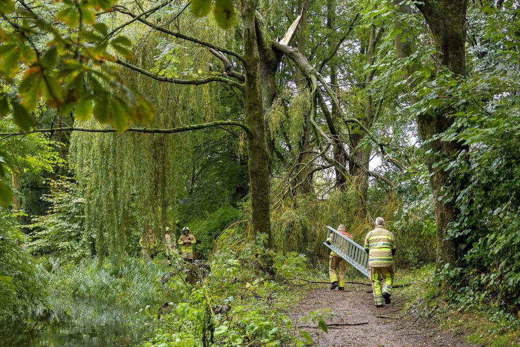 Enorme tak in bosgebied afgebroken boven voetpad