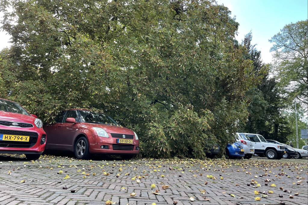 Boom valt op geparkeerde auto's