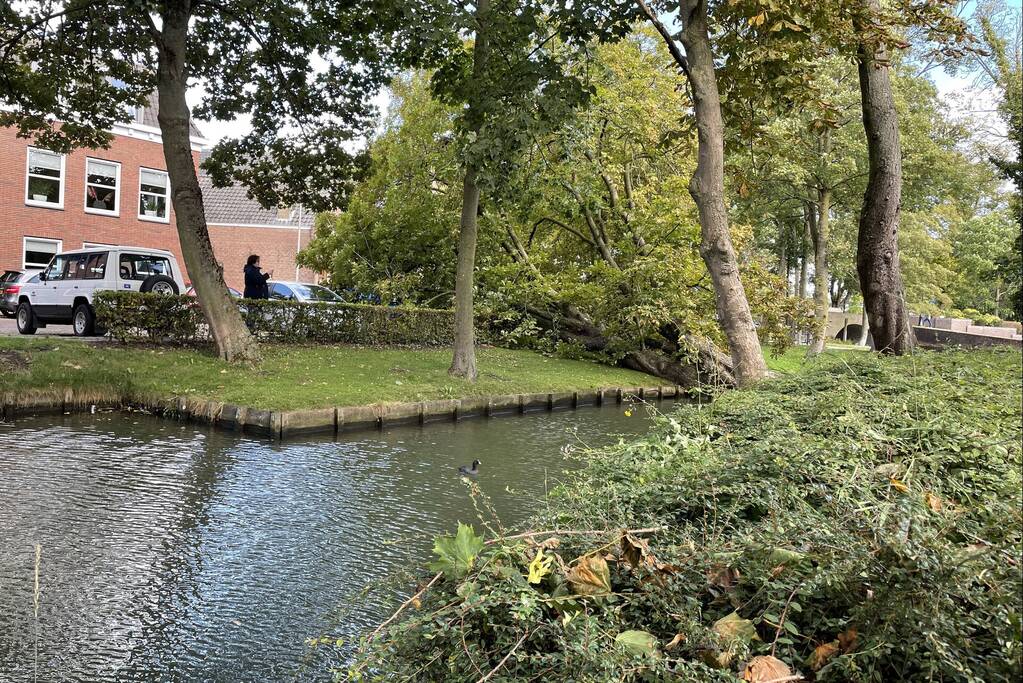 Boom valt op geparkeerde auto's