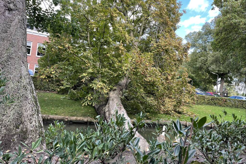 Boom valt op geparkeerde auto's