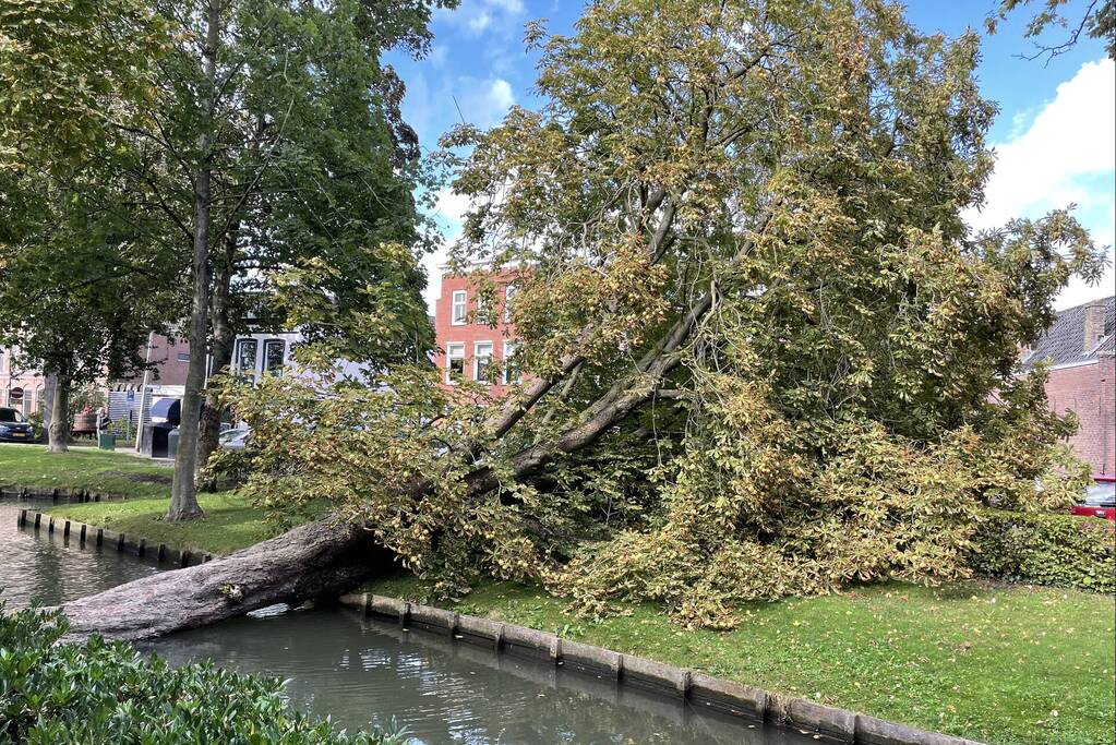 Boom valt op geparkeerde auto's