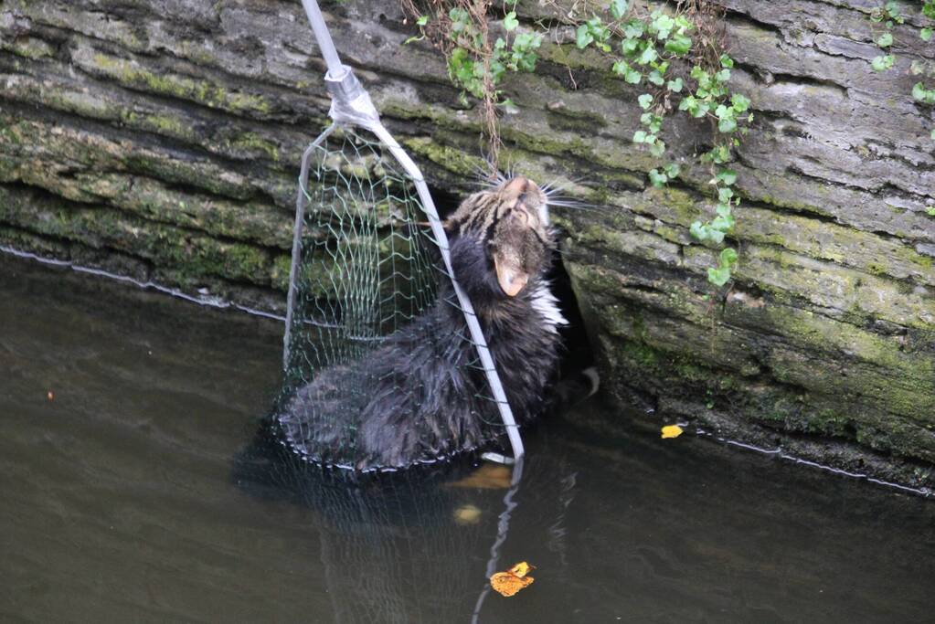 Brandweer bevrijdt kat uit gracht
