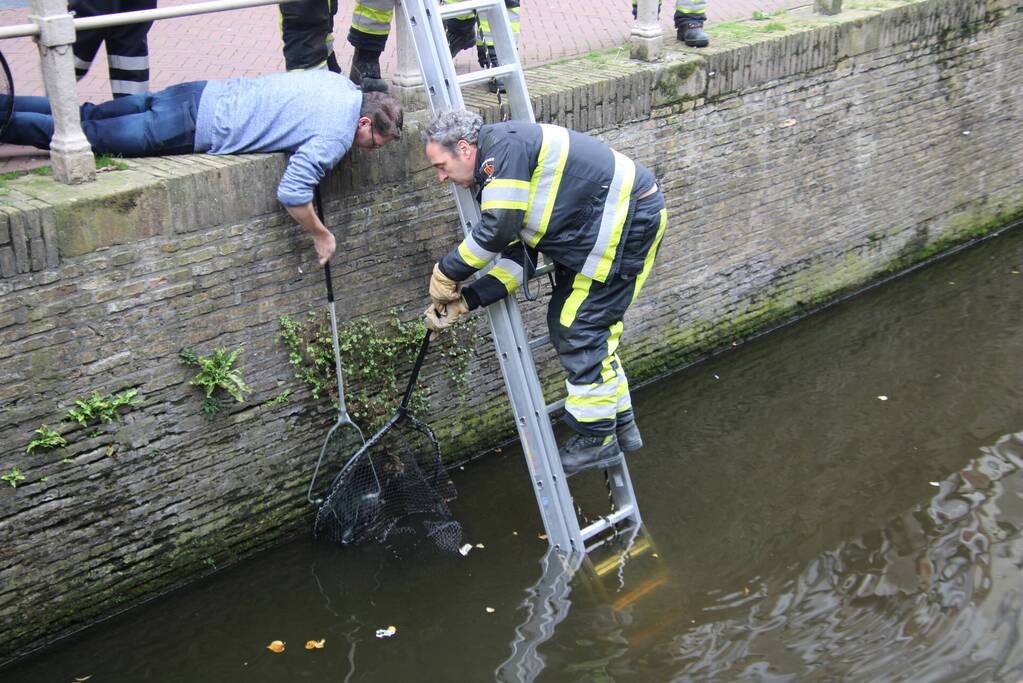 Brandweer bevrijdt kat uit gracht