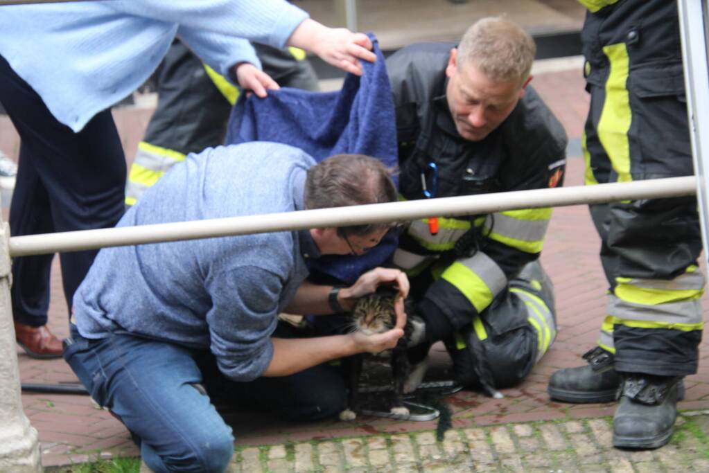 Brandweer bevrijdt kat uit gracht