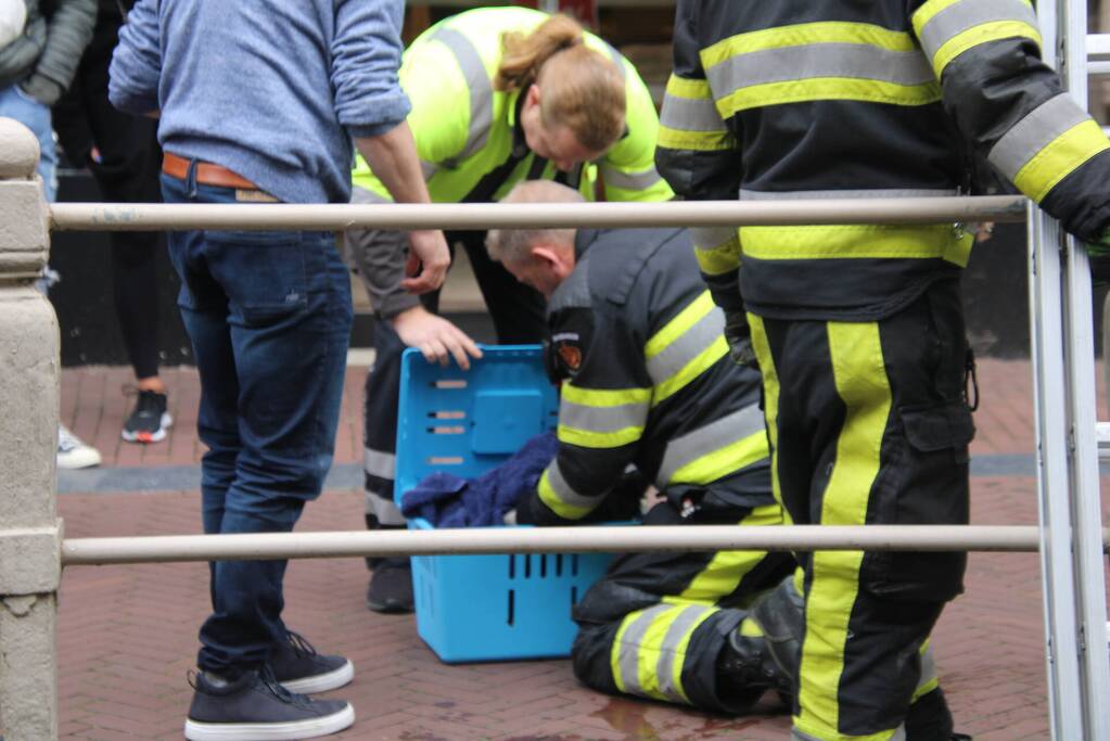 Brandweer bevrijdt kat uit gracht