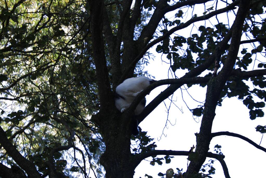 Brandweerman klimt boom in om kat te bevrijden