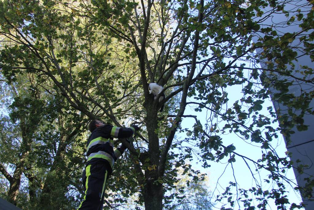 Brandweerman klimt boom in om kat te bevrijden