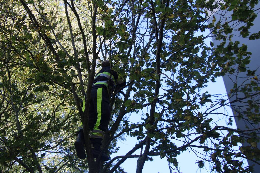 Brandweerman klimt boom in om kat te bevrijden