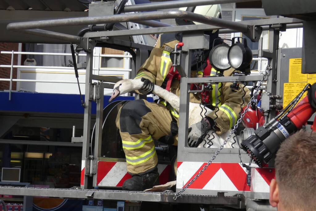 Gewonde zwaan gered van dak Gulf-tankstation