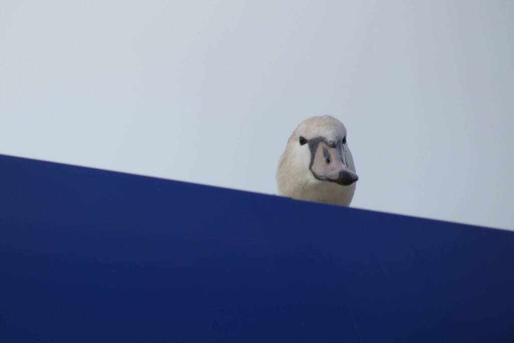 Gewonde zwaan gered van dak Gulf-tankstation