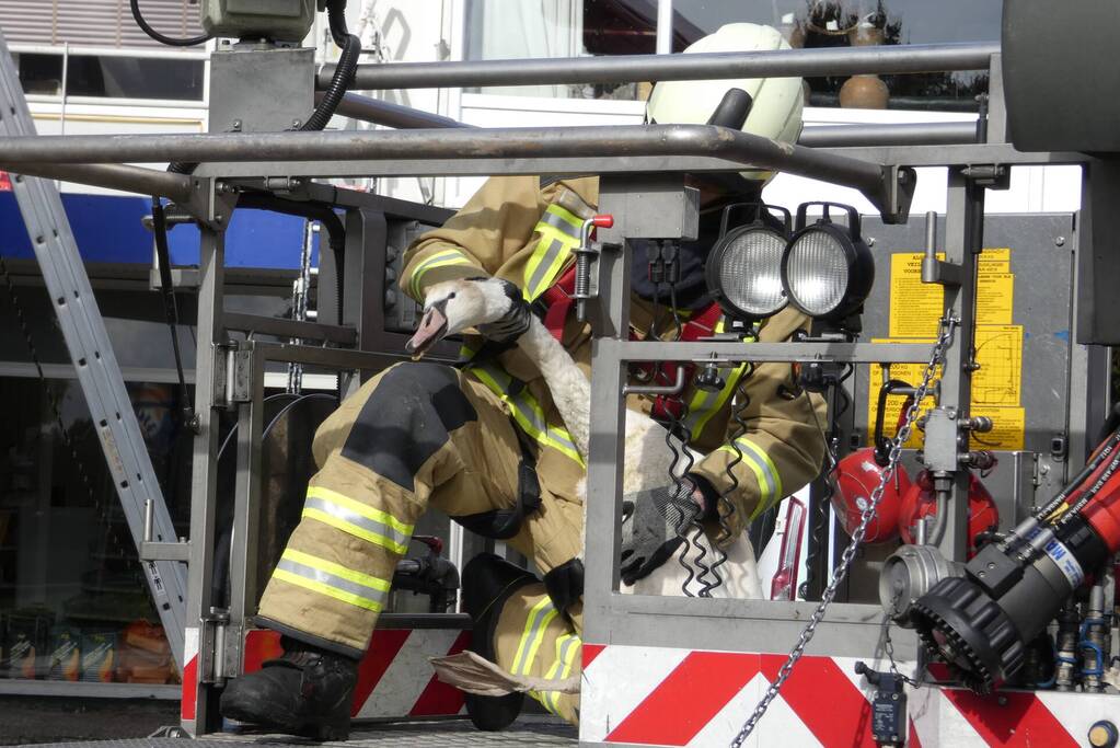 Gewonde zwaan gered van dak Gulf-tankstation