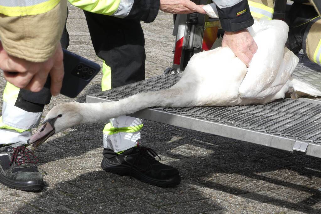 Gewonde zwaan gered van dak Gulf-tankstation
