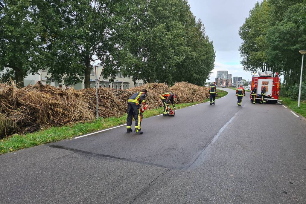 Broei in bergen riet