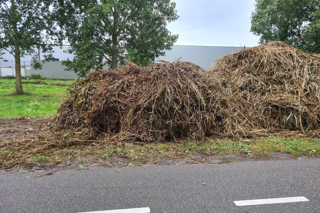 Broei in bergen riet