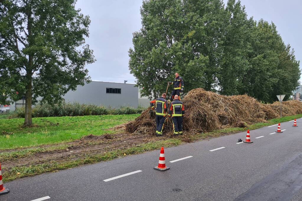 Broei in bergen riet