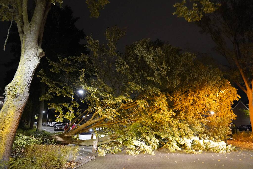 Grote boom valt over weg