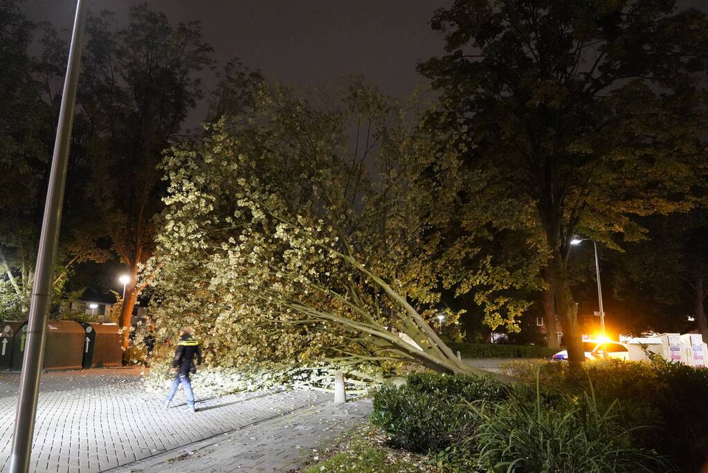 Grote boom valt over weg