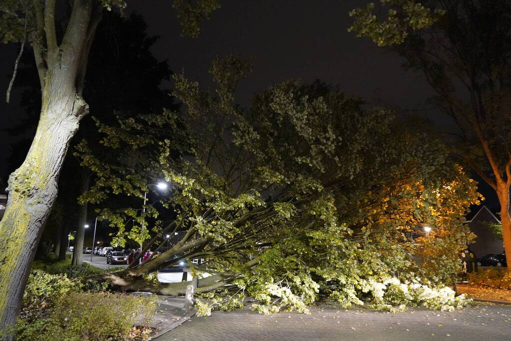 Grote boom valt over weg