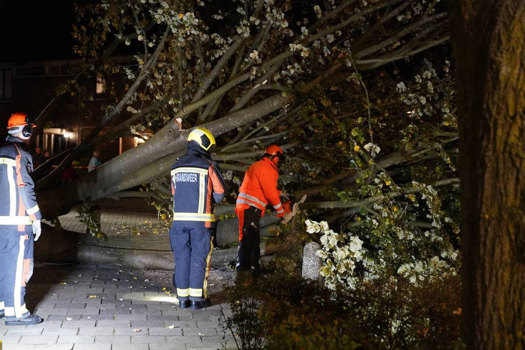 Grote boom valt over weg
