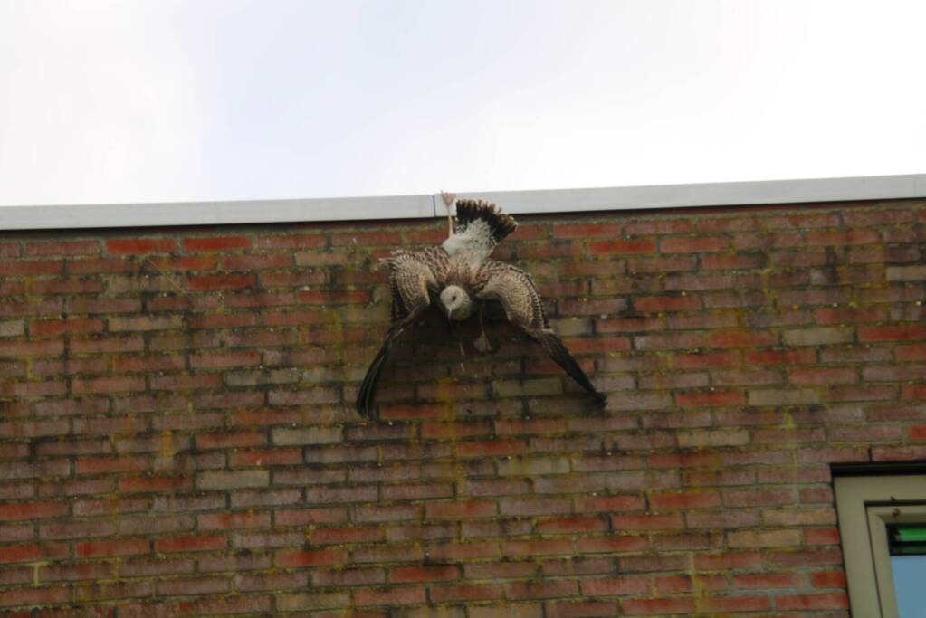 Meeuw vast met poot aan dakrand