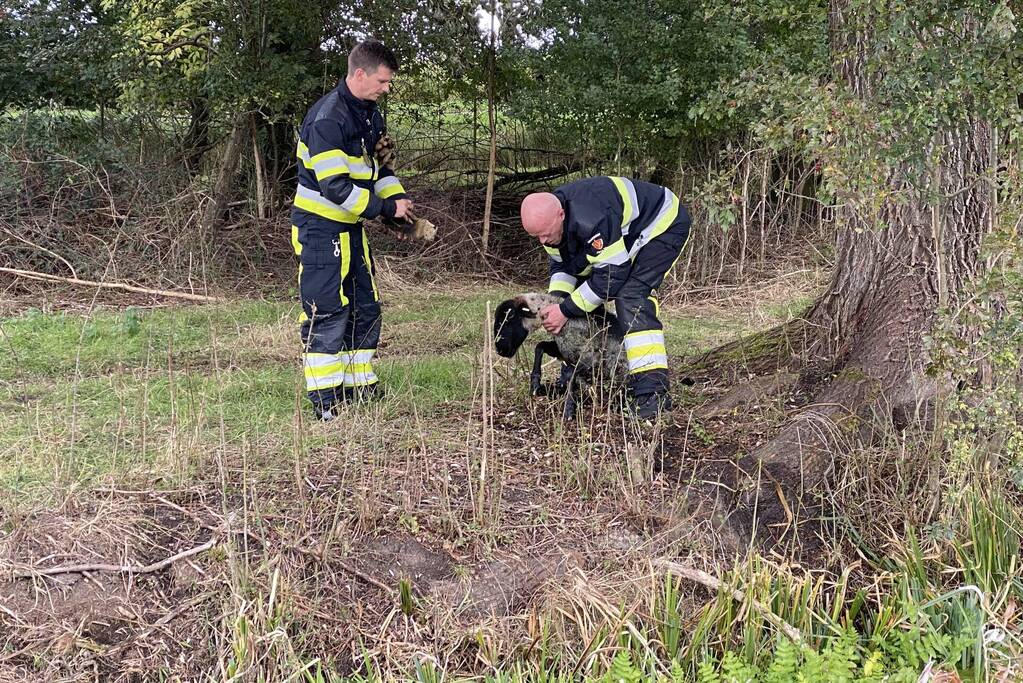 Brandweer redt schaap uit sloot