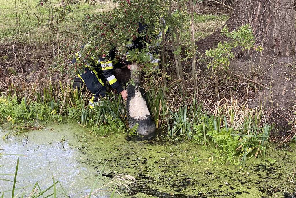 Brandweer redt schaap uit sloot