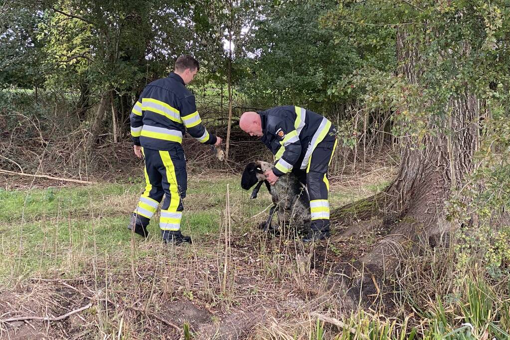 Brandweer redt schaap uit sloot