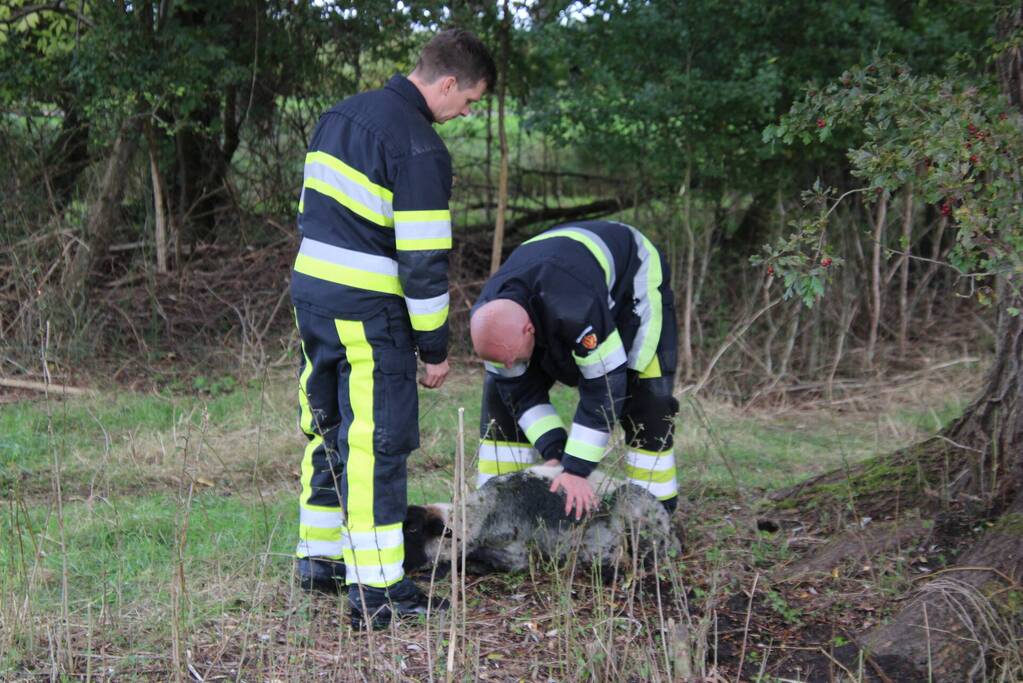 Brandweer redt schaap uit sloot