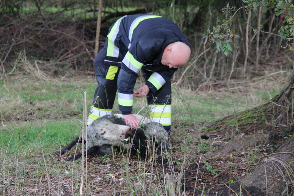 Brandweer redt schaap uit sloot