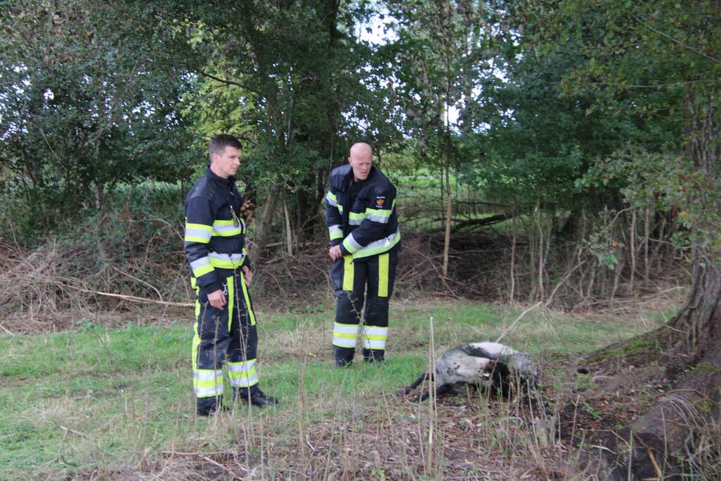 Brandweer redt schaap uit sloot