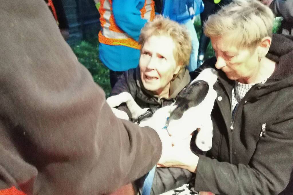 Treinverkeer vertraagd door hond op spoor