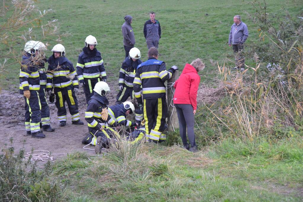 Brandweer haalt paard uit sloot