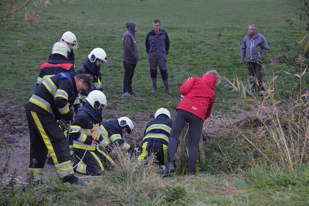 Brandweer haalt paard uit sloot