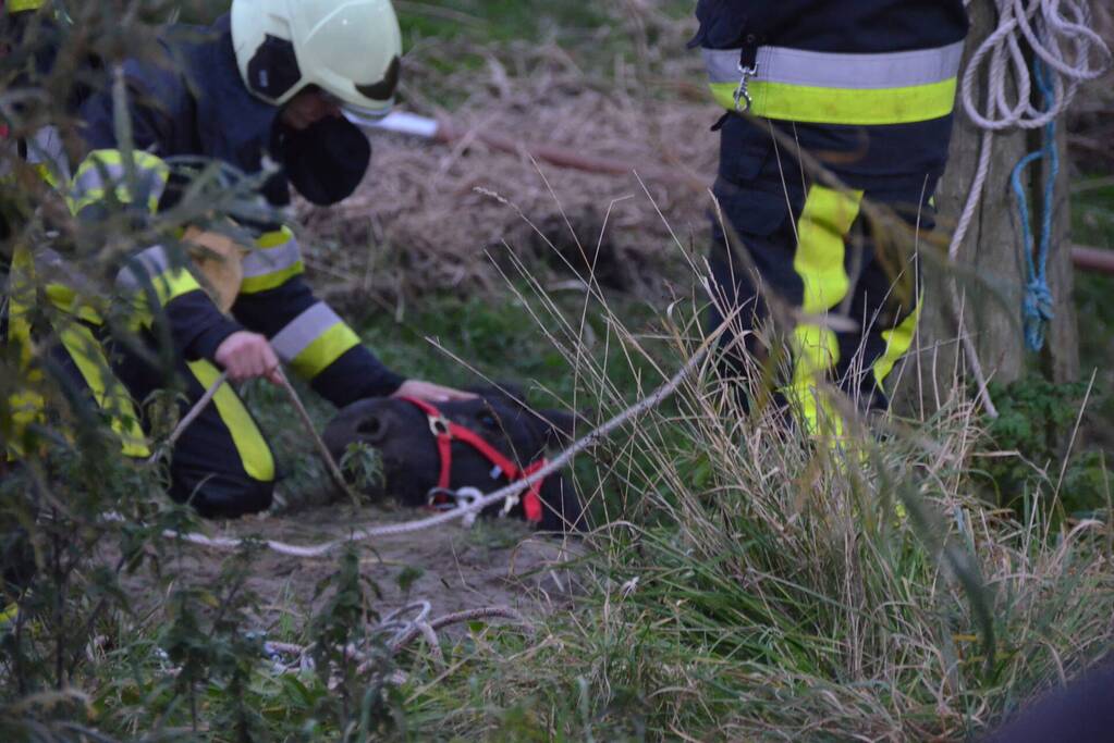 Brandweer haalt paard uit sloot