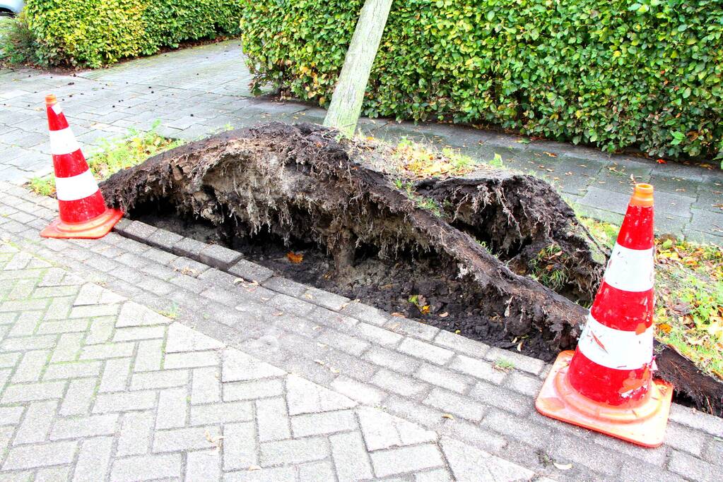 Boom uit grond gewaaid