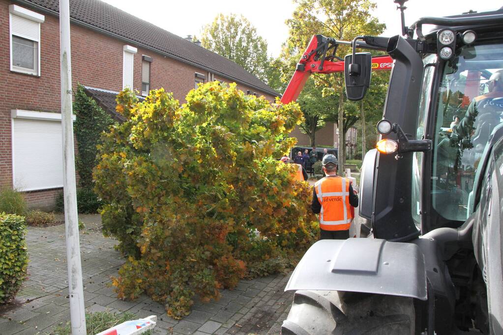 Boom uit grond gewaaid