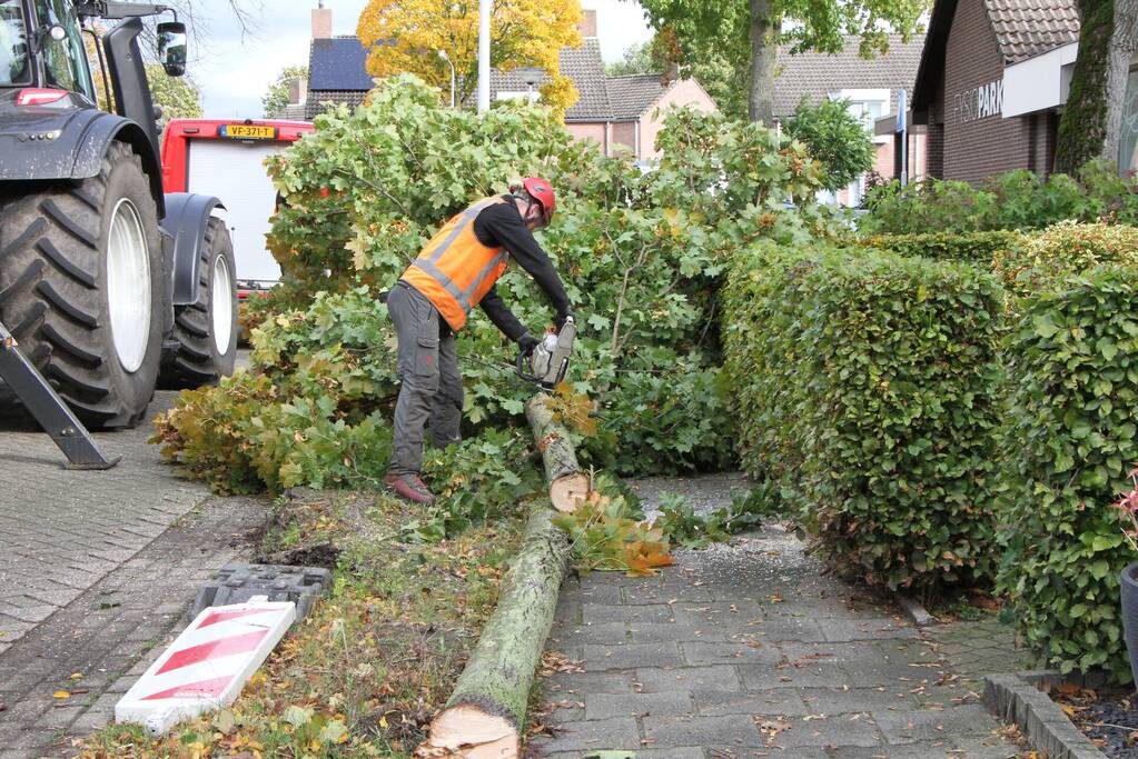 Boom uit grond gewaaid