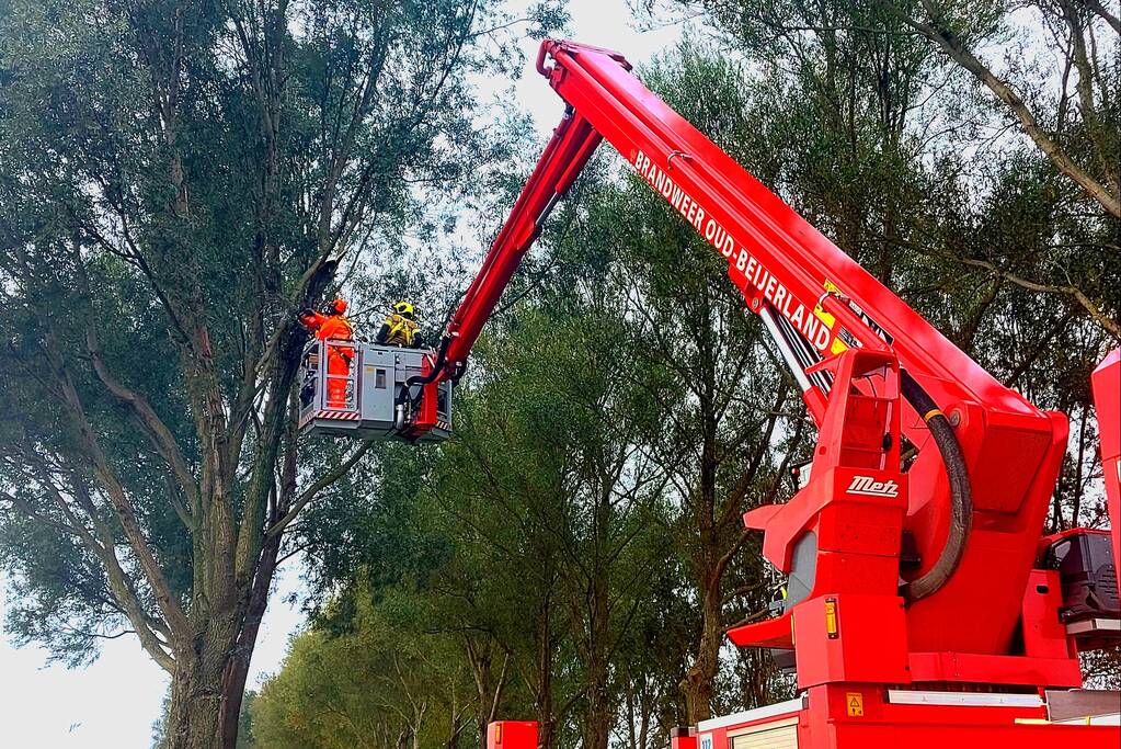 Brandweer verwijdert gevaarlijke hangende tak