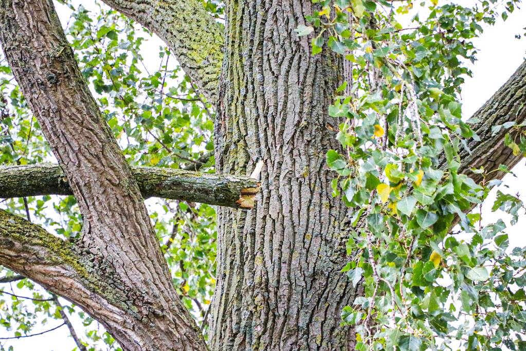 Takken dreigen op woning en fietspad te vallen