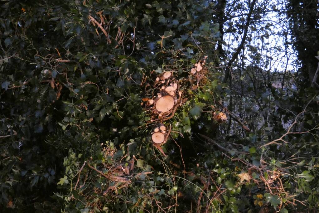 Brandweer zaagt boom om